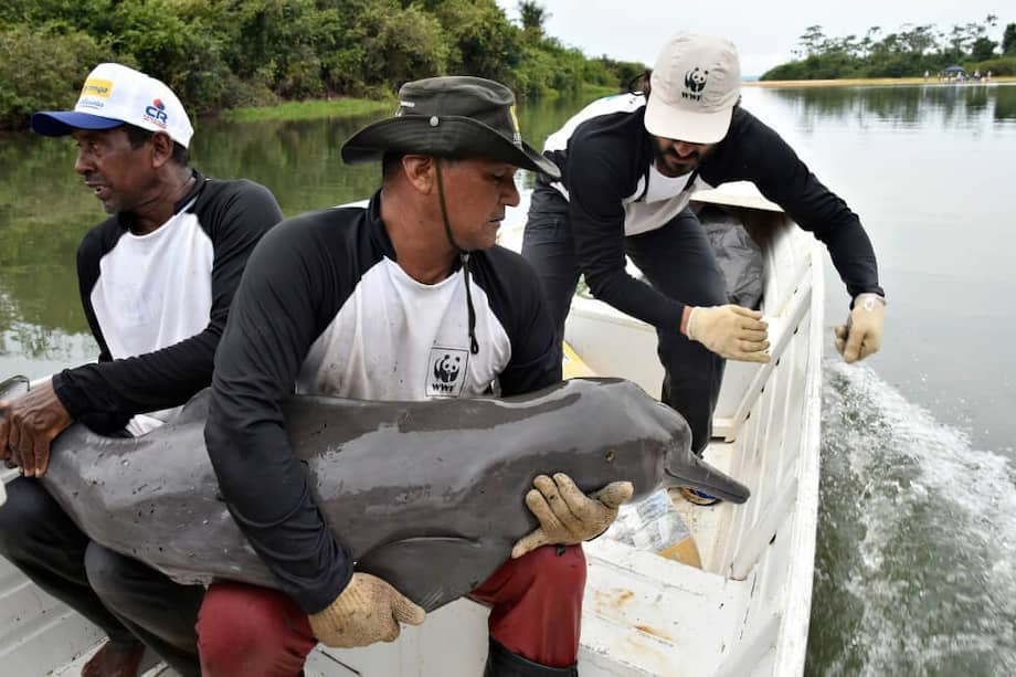 Pescadores locales devuelven el delfín del río al río Tapajós. / © Adriano Gambarini / WWF-Brasil.