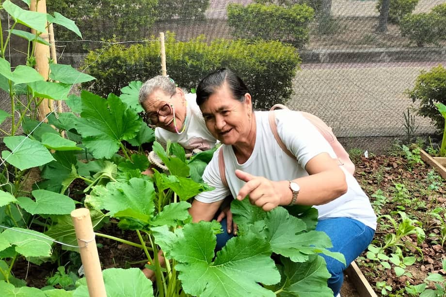 Estas huertas fortalezcan vínculos y encuentren bienestar a través del cultivo y la conexión con la tierra.