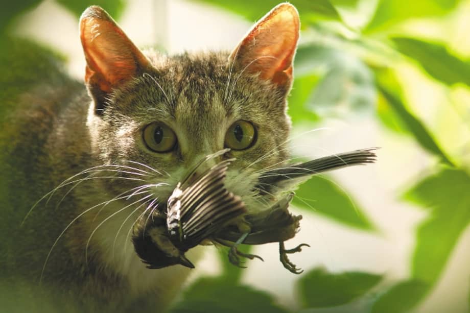 Aunque estamos acostumbrados a ver perros con correa y a gatos que permanecen dentro de las casas, en el mundo la mayoría de estos animales son asilvestrados.