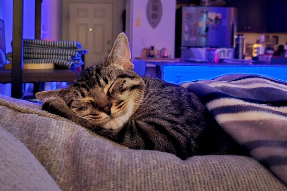 La organización recomienda ofrecerles tiempo y espacio suficientes para adaptarse, especialmente durante las primeras horas, que pueden influir en lo cómodos que se sientan.