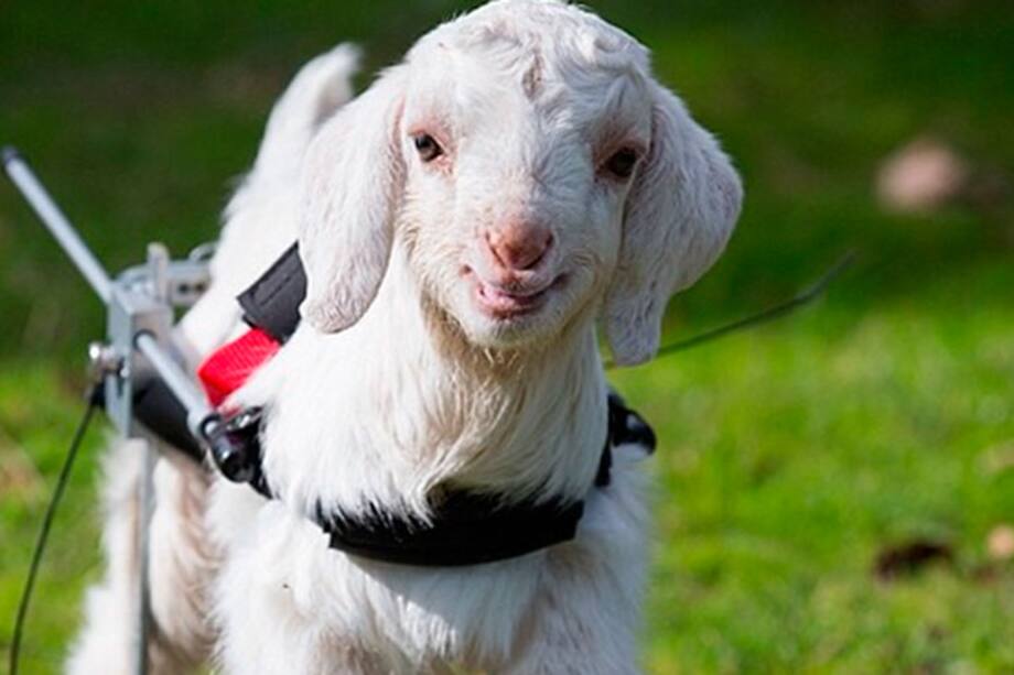 Cabra bebé, el boom de las redes sociales