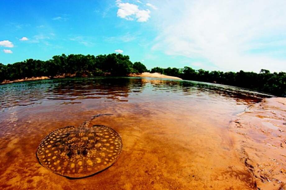 Raya motora (Potamotrigon motoro) este pez de agua dulce es primo de los tiburones. / Jorge García - WWF