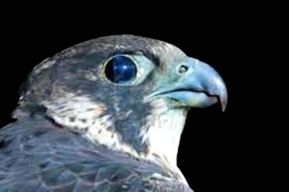 Impresionante video sobre la estrategia de caza de los halcones