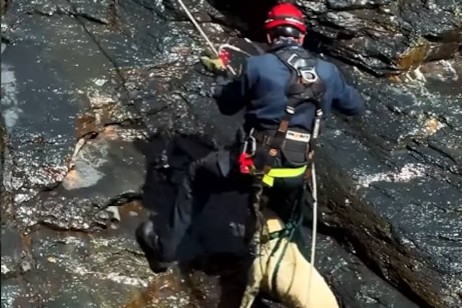 El rescate contó con apoyo de bomberos, veterinarios, Policía Nacional y habitantes del municipio de Macanal, en Boyacá.