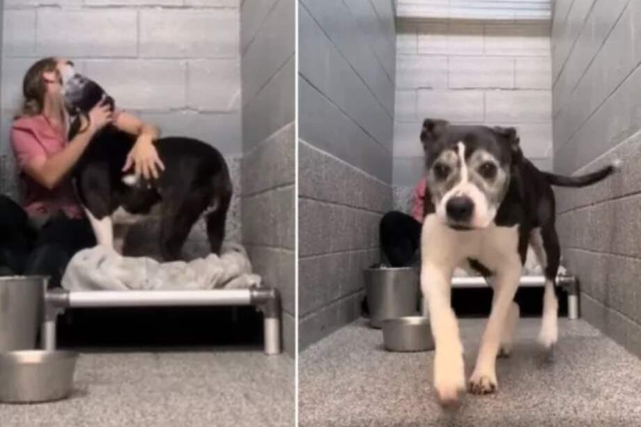 La perrita corre con emoción cuando miembros del staff la visitan.