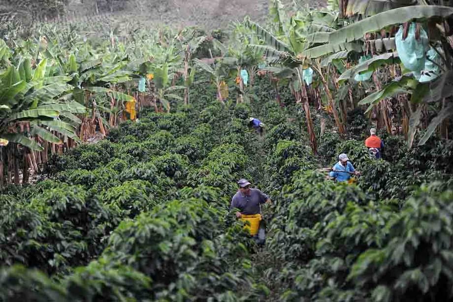 La Misión Cafetera, creada por el presidente Juan Manuel Santos, entregó ayer 18 informes sobre el estado del gremio caficultor. / Archivo - El Espectador