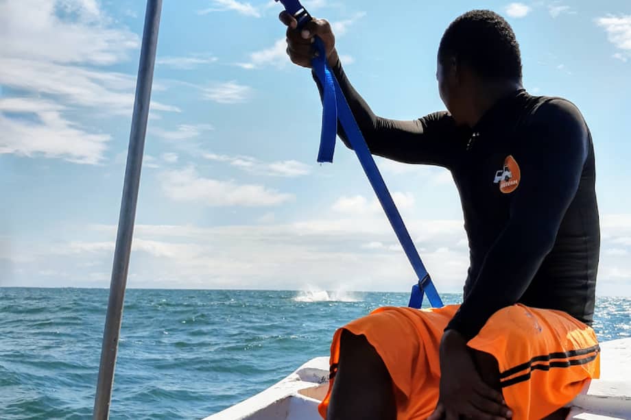 Entre julio y noviembre de cada año la costa pacífica colombiana es el escenario de un espectáculo sin igual: la visita de las ballenas jorobadas o yubartas.