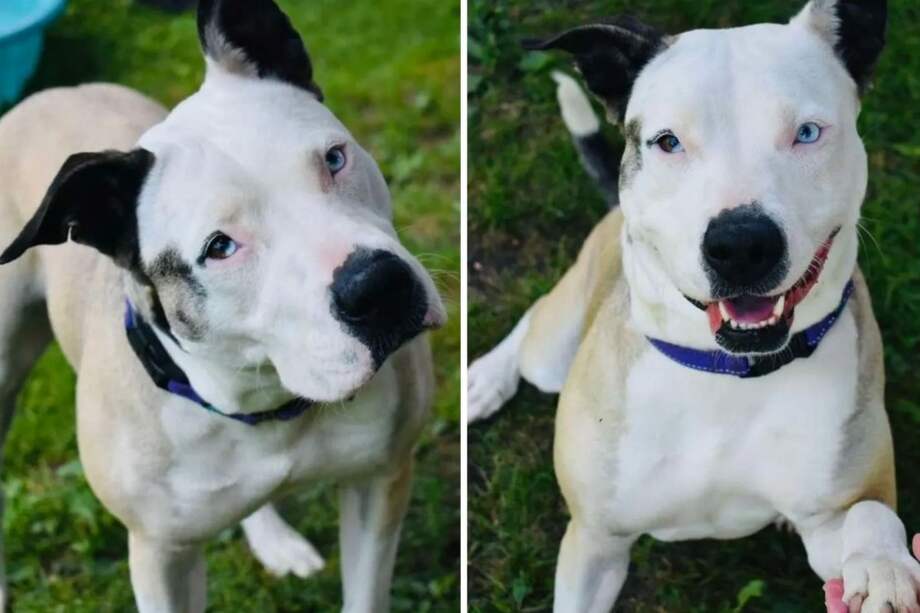 A pesar del cariño que recibe por parte de voluntarios y trabajadores, el centro insiste en que ningún refugio puede sustituir un entorno familiar estable.