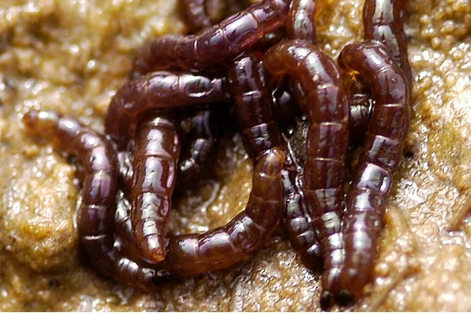 El mosquito antártico vive entre los musgos de la Península Antártica, donde encuentran alimento sus larvas.