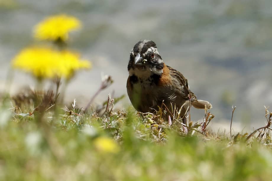 Copetones en bogotá
