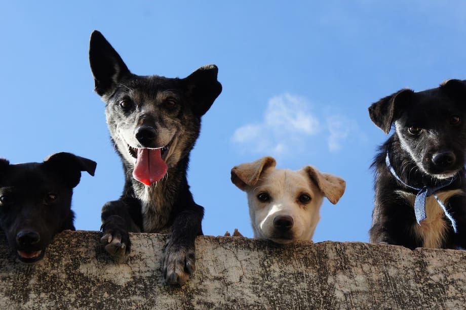 Conoce las enfermedades más comunes que tu perro puede padecer, cuáles son los síntomas y cómo tratarlas.