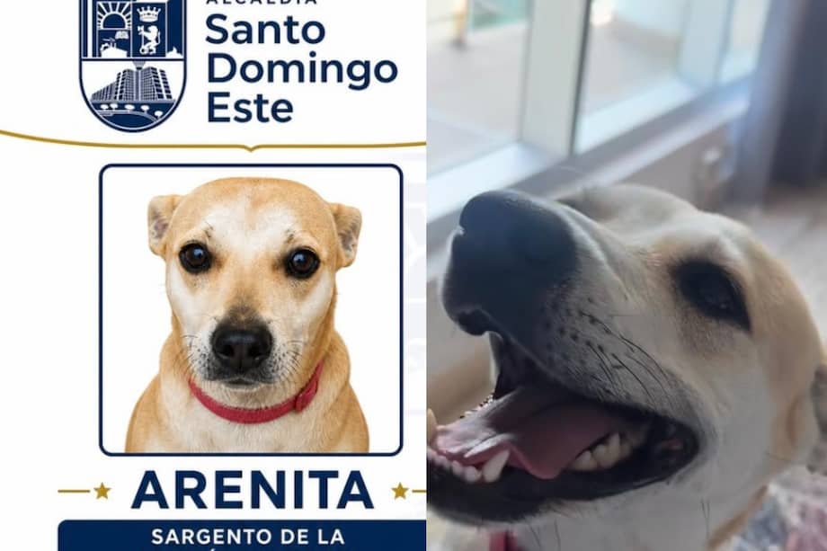 La perrita se ha convertido en una de las figuras más queridas en redes sociales de la administración municipal.
