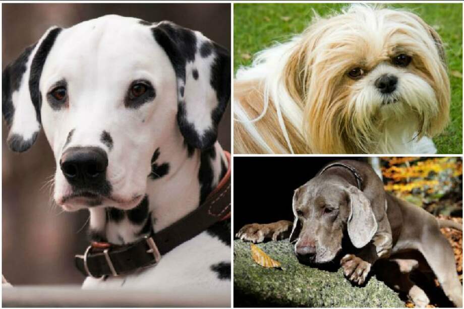 Las razas de los perros las dividieron en seis categorías. / Pixabay