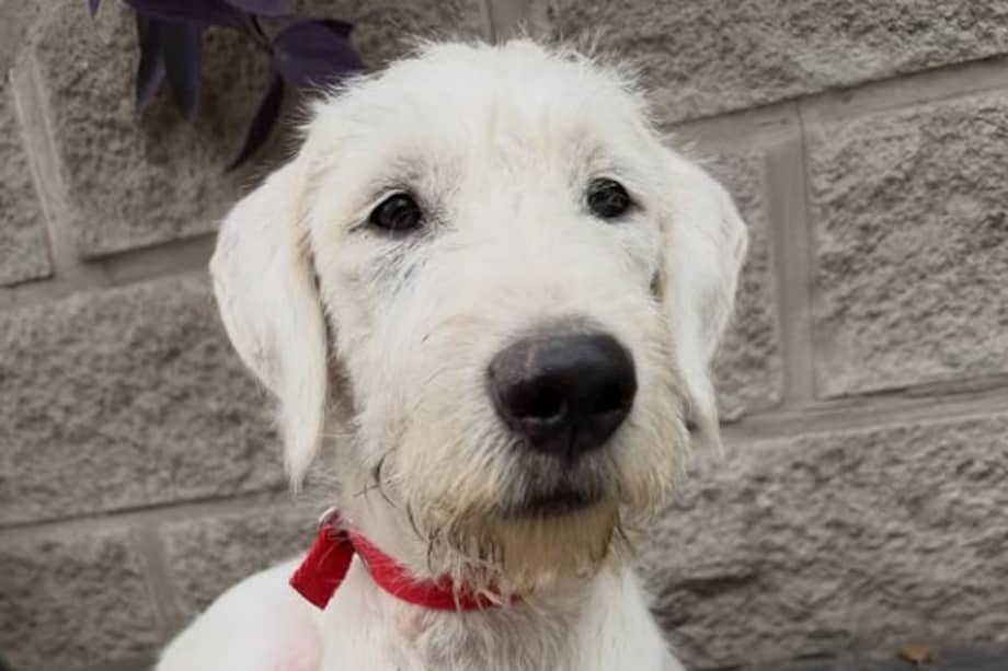 La fundación Patitas Glew, en Argentina, volvió a poner a Zeus en adopción luego de que fuera devuelto.