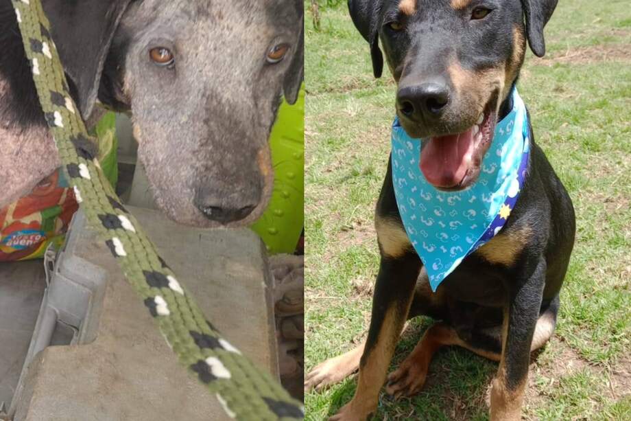 Detrás de cada rescate animal hay una historia de amor, paciencia y segundas oportunidades.