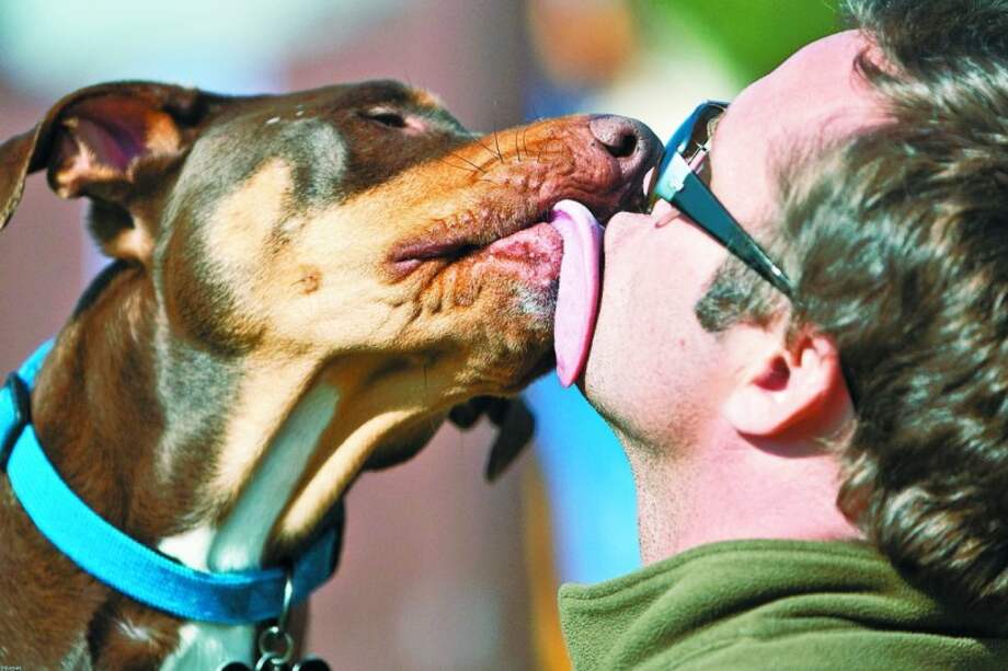 Los perros habrían aparecido de dos especies distintas de lobos.