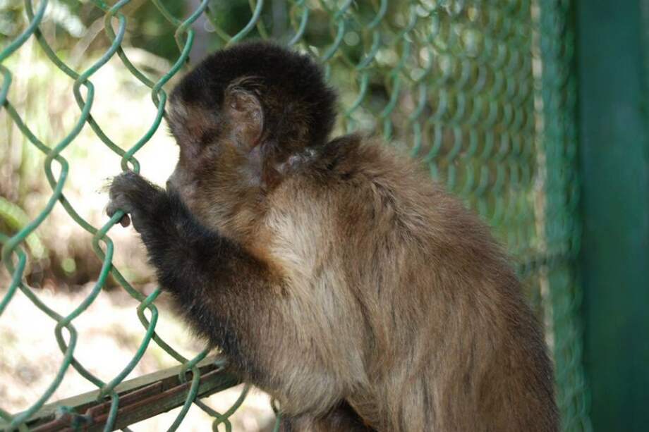 En el Centro de Atención Valoración y Rehabilitación de Fauna Silvestre cuando los animales están rehabilitados son liberados en su habitad natural. / Cortesía
