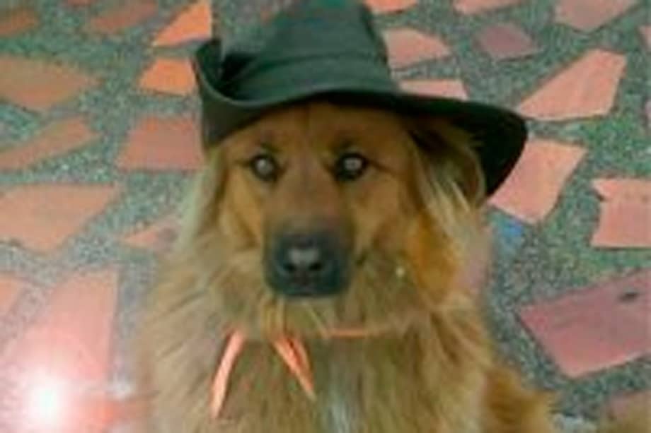 Canela, la mascota que vivió 12 años en el Concejo de Bogotá.