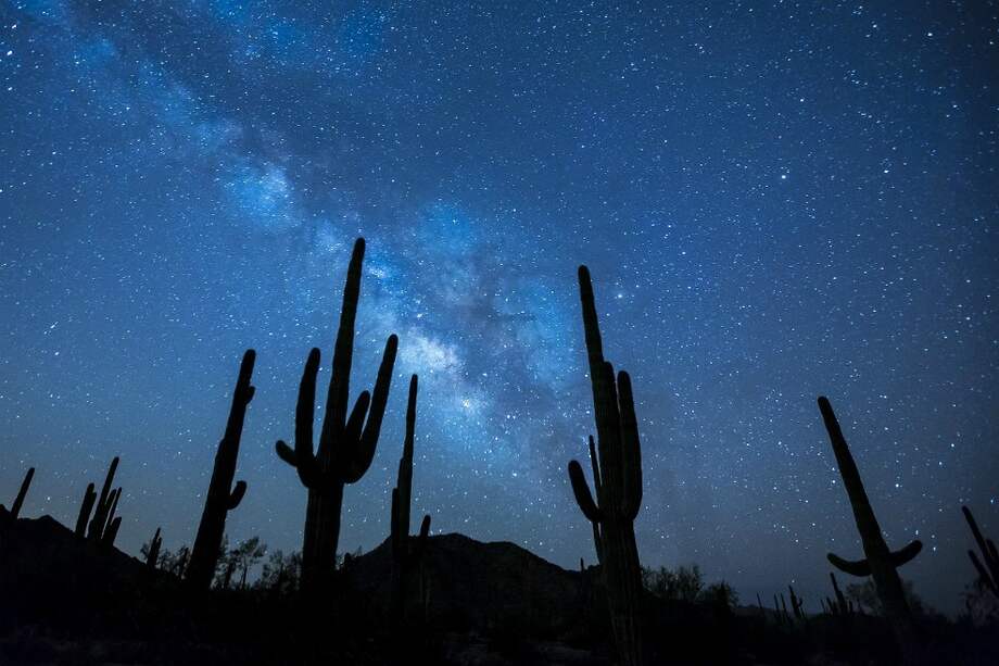 Los sahuaros son apetecidos por constructores para adornar casas y construcciones. / Pixabay.