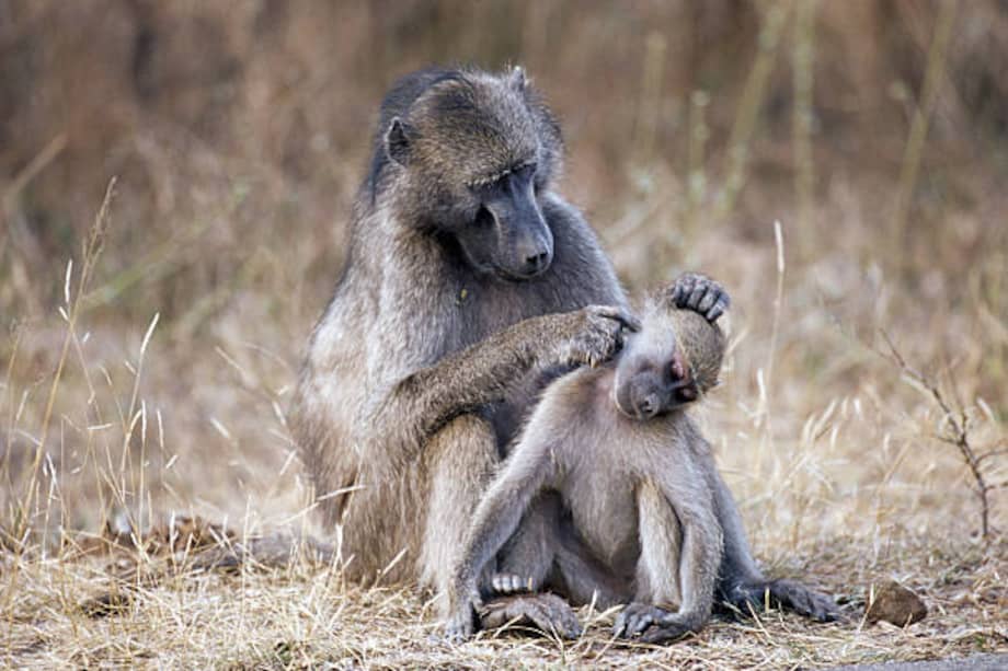 En este estudio, examinamos el contexto, los objetivos y la función de la interferencia entre hermanos en las interacciones de acicalamiento entre madre y cría en babuinos chacma salvajes. /Getty