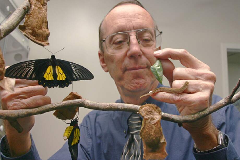 Thomas Emmel recogió, sin saberlo, una nueve especie de mariposa a los 17 años, la Cyllopsis tomemmeli. / Universidad de Florida.