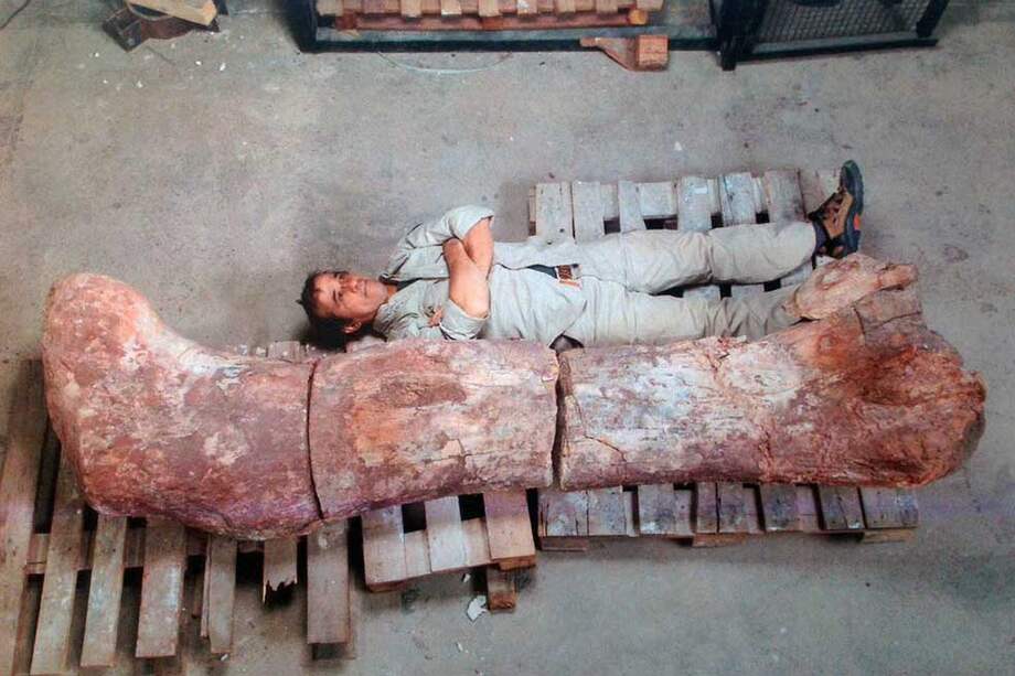 El fémur del saurópodo encontrado en Argentina mide 2.40 metros. / EFE