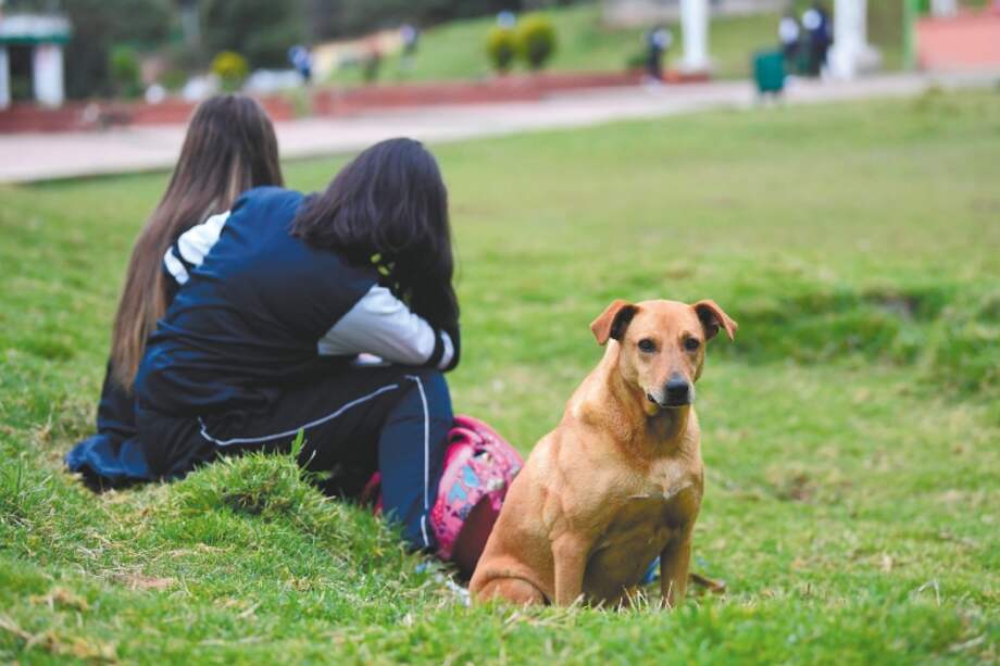Según profesionales, el distemper canino no tienen cura ni existe un fármaco específico para tratarlo.
