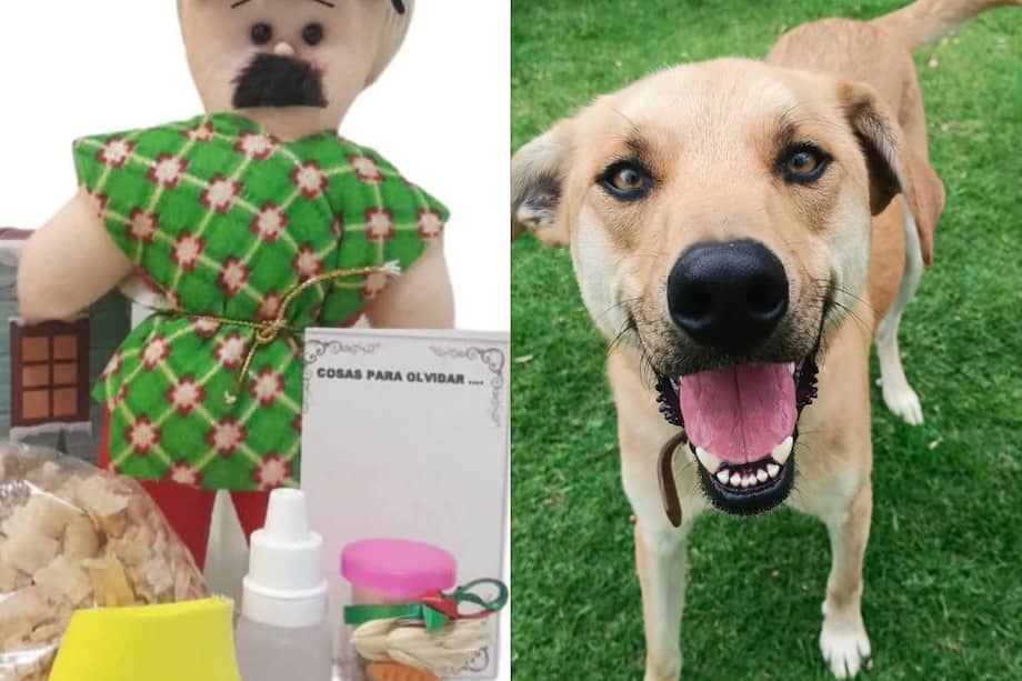 La Fundación Col Choca la Pata trabaja desde hace años en el rescate, rehabilitación y adopción de perros.