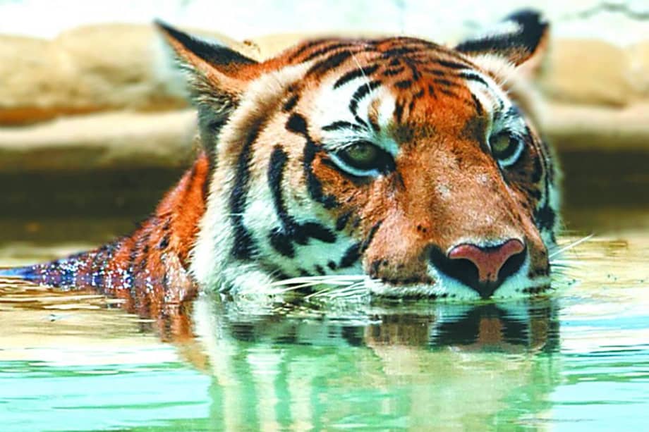 En las 1.600 hectáreas del Parque Temático Hacienda Nápoles conviven decenas de animales, se han adecuado seis hoteles, atracciones acuáticas, museos y espacios recreativos. / Hacienda Nápoles