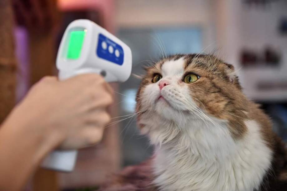 Con el gato reportado en España, son seis los felinos que han resultado contagiados con el virus SARS-CoV-2. / AFP