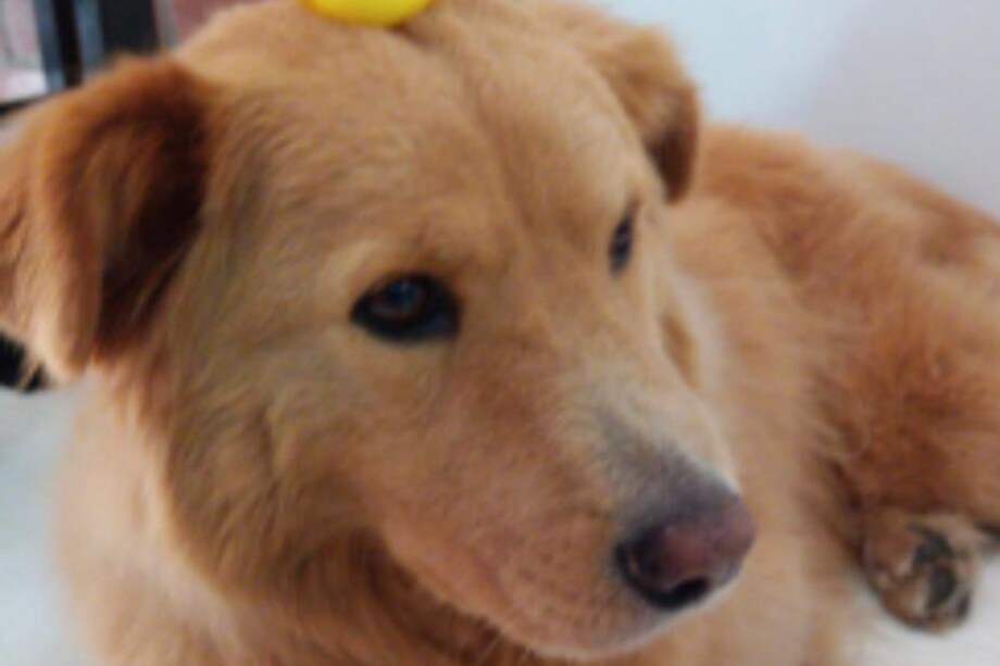 Toby sufría de desmayos desde sus tres años.