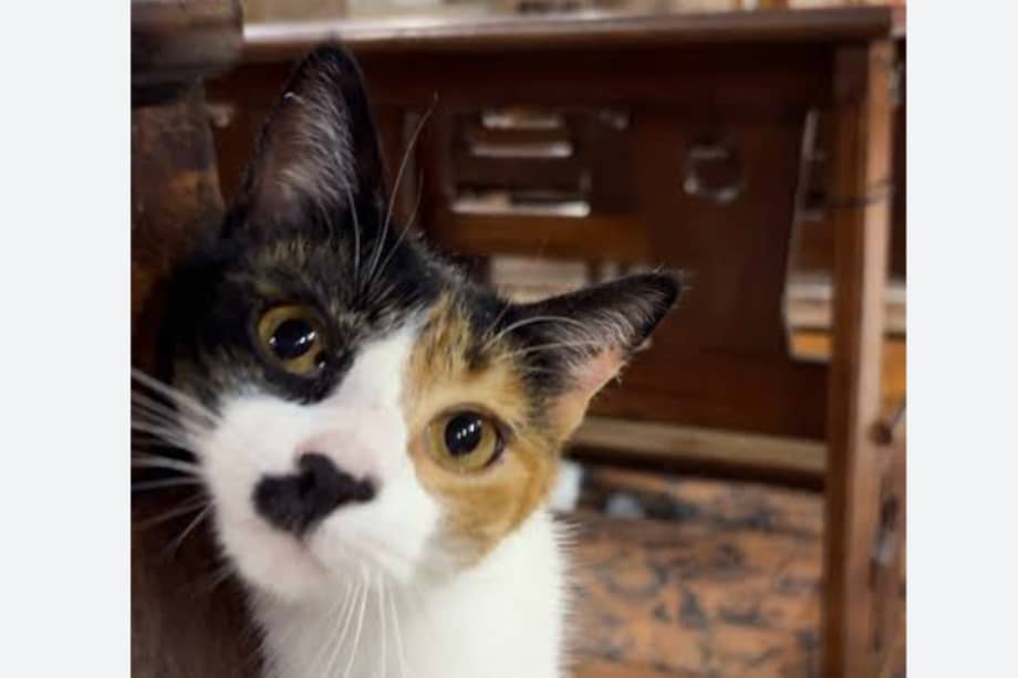 Hildi, la gata que ha conquistado internet