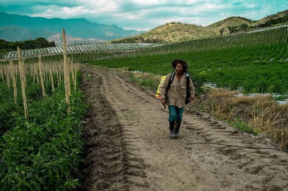 La población desmovilizada que no reciba ayudas económicas por parte del Gobierno, recibirá 160.000 durante tres meses.
/ Cortesía ARN