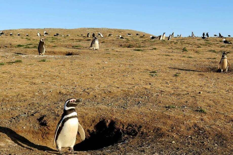 500 años del viaje de Magallanes se reducen los pingüinos y los glaciares. / EFE/Rodrigo García