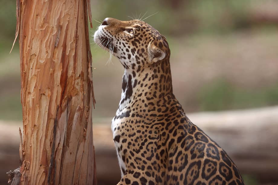 Jaguar, el mayor felino de América. EFE/ Luis Gandarillas