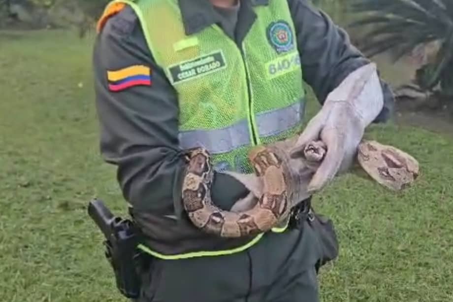 Este tipo de boas no representan un riesgo directo para los humanos.