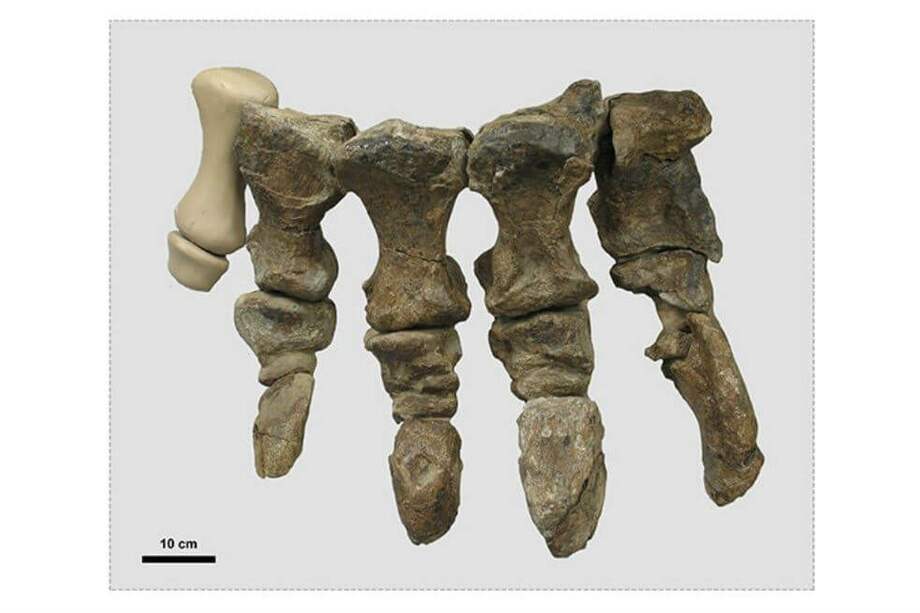 Los investigadores utilizaron técnicas de modelado 3-D para evaluar las diferentes posturas de los pies que habrían permitido a Rhoetosaurus soportar su peso. / UNIVERSIDAD DE QUEENSLAND