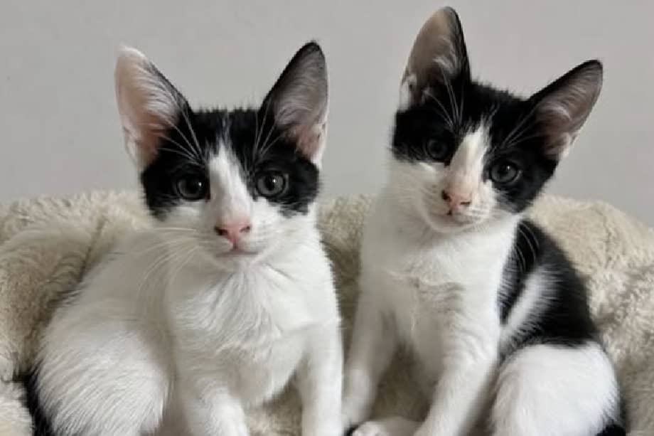 El deseo de no separar a estos dos hermanos de dos meses ha dificultado que encuentren una familia.