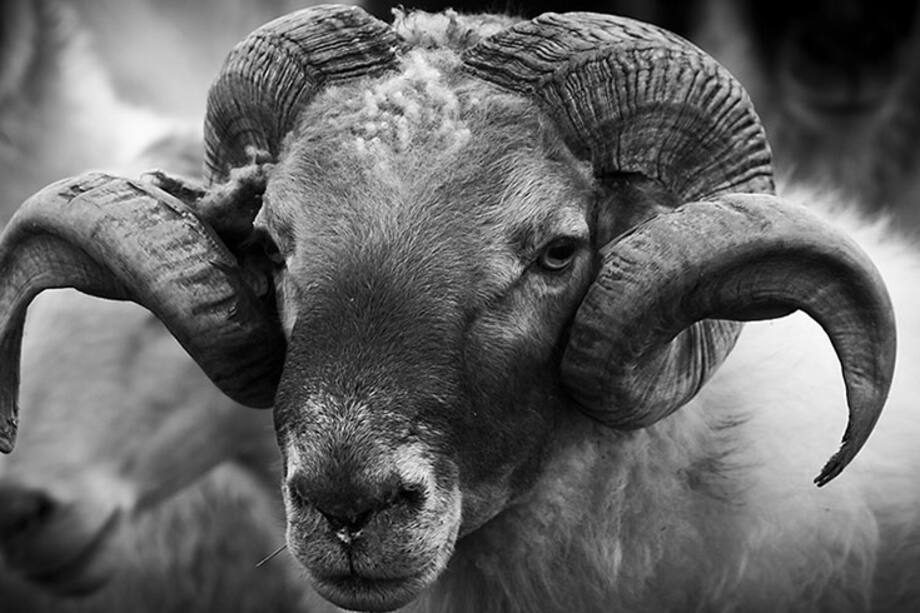 Aries deberá abrir las puertas del éxito