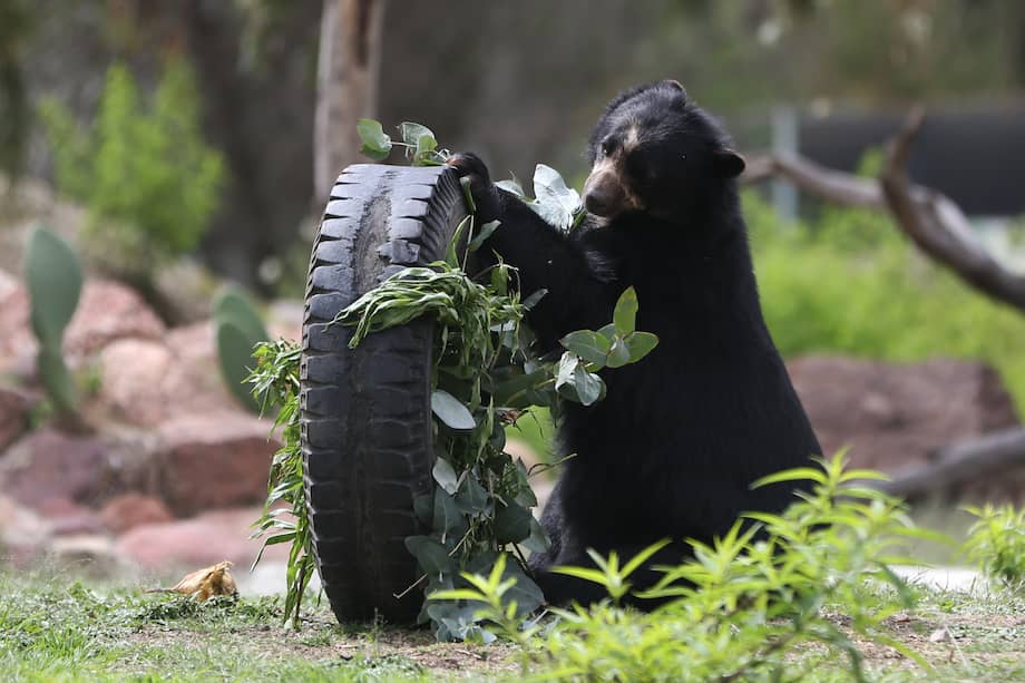 El oso andino, el único úrsido suramericano y uno de los mamíferos más grandes en la región.