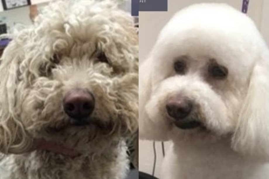 Muchos perros llegan en condiciones críticas y salen transformados tras una jornada de grooming profesional.