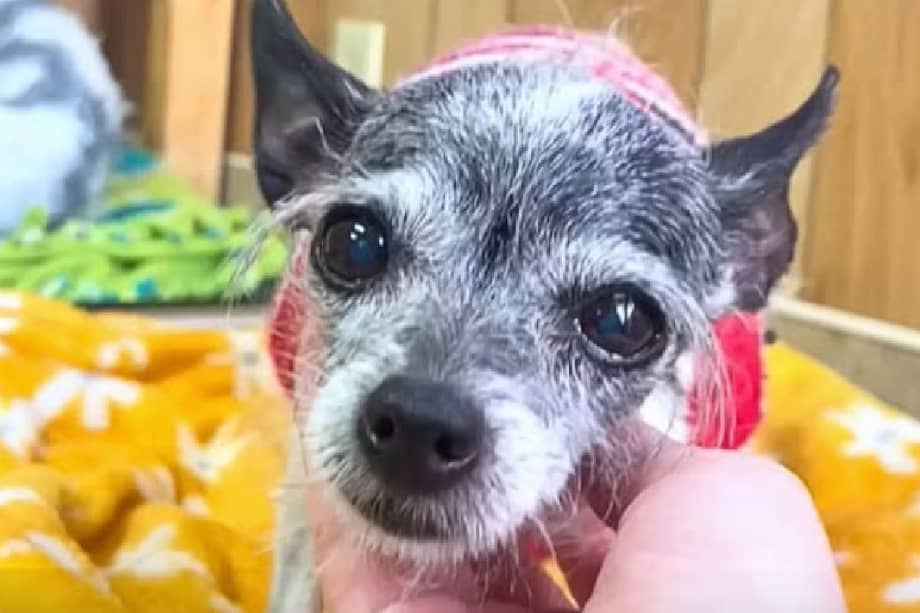 Poco antes de Navidad, fue devuelta al refugio. La razón: lloraba por las noches porque quería dormir en la cama con sus dueños.