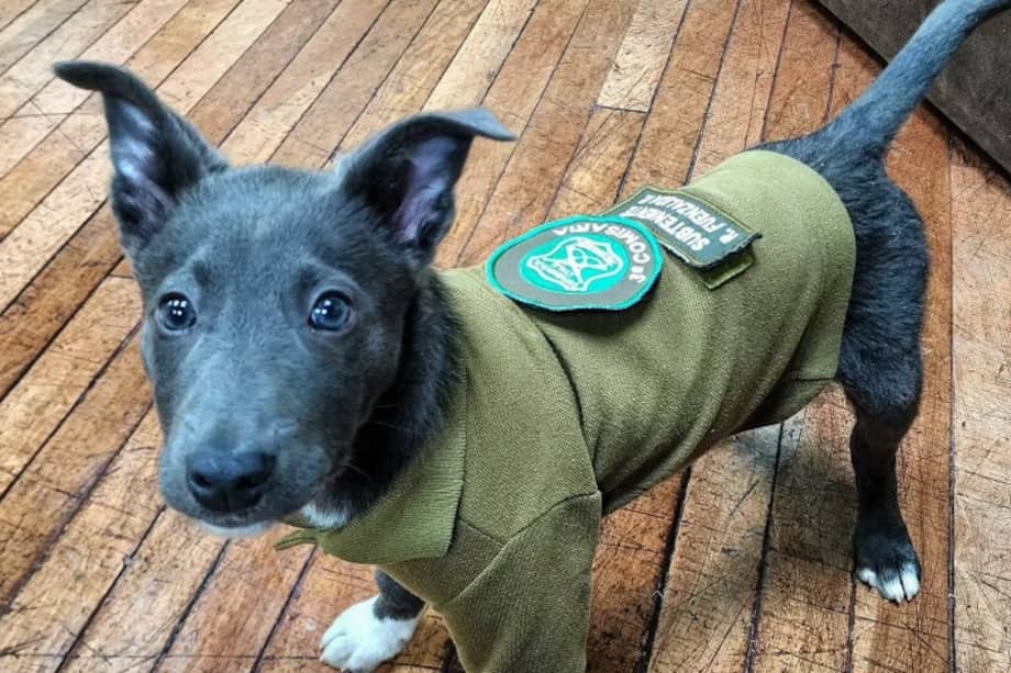 Gabo nació en la comuna de Porvenir, en Tierra del Fuego, Chile, y es un mestizo de kelpie australiano y border collie.