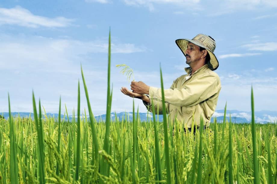 Agricultor en campos de arroz en el Tolima. / Neil Palmer- CIAT