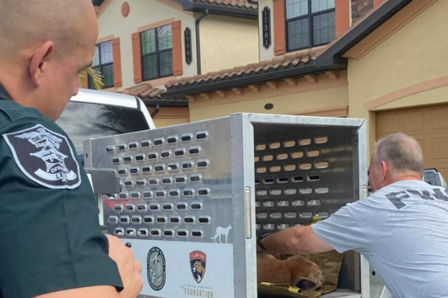 Se trataba de una hembra de casi 28 kilogramos, la cual fue sedada y capturada.