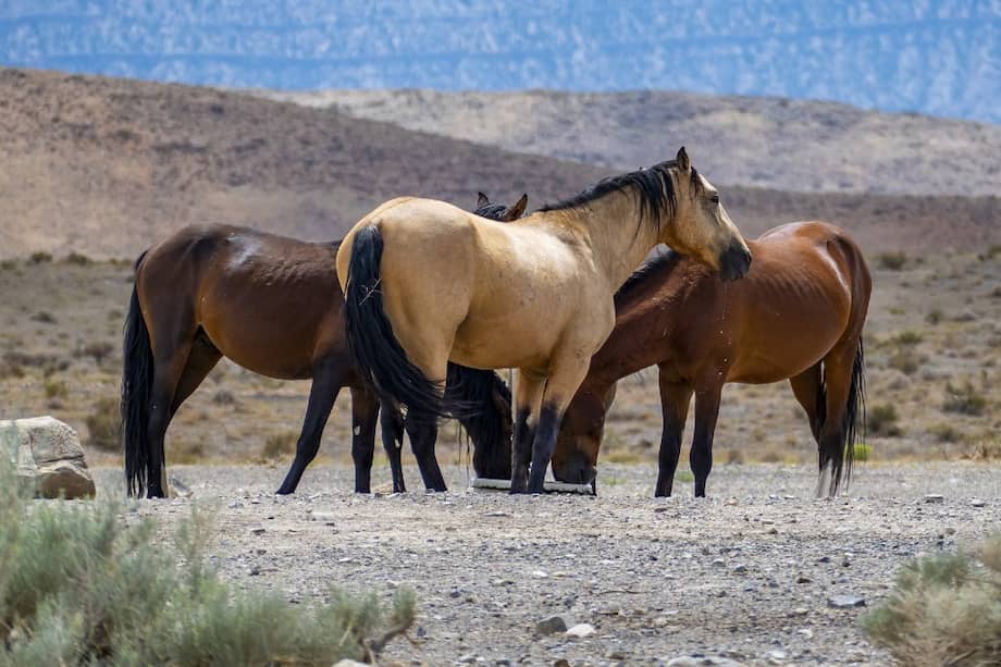 En la actualidad, en Australia hay más de 25.000 caballos salvajes.