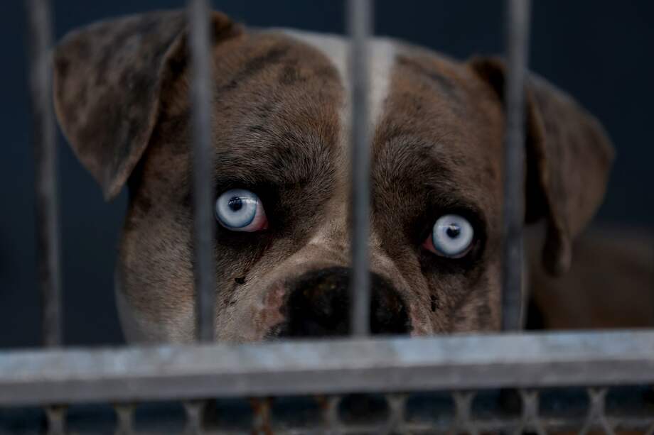 Cientos de mascotas han sido desplazadas por el incendio de Eaton y muchos residentes han tenido que albergar a sus mascotas en Pasadena Humane Society.