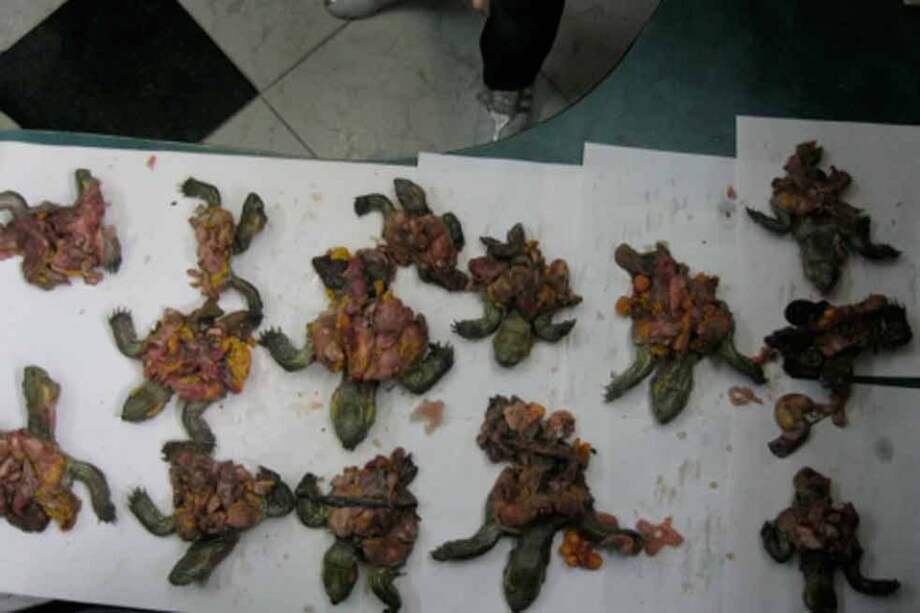 Hombre deberá pagar cuatro años de cárcel por traficar carne de tortuga