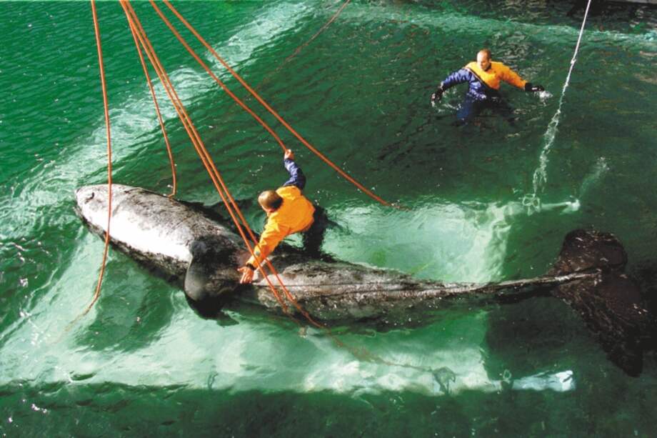 En la foto aparece Keiko, estrella de la película "Liberen a Willy", en Islandia, el 10 de septiembre de 1998, durante sus primeros años para ser liberada. El animal no logró adaptarse a la naturaleza y murió el 12 de diciembre de 2003. / AP
