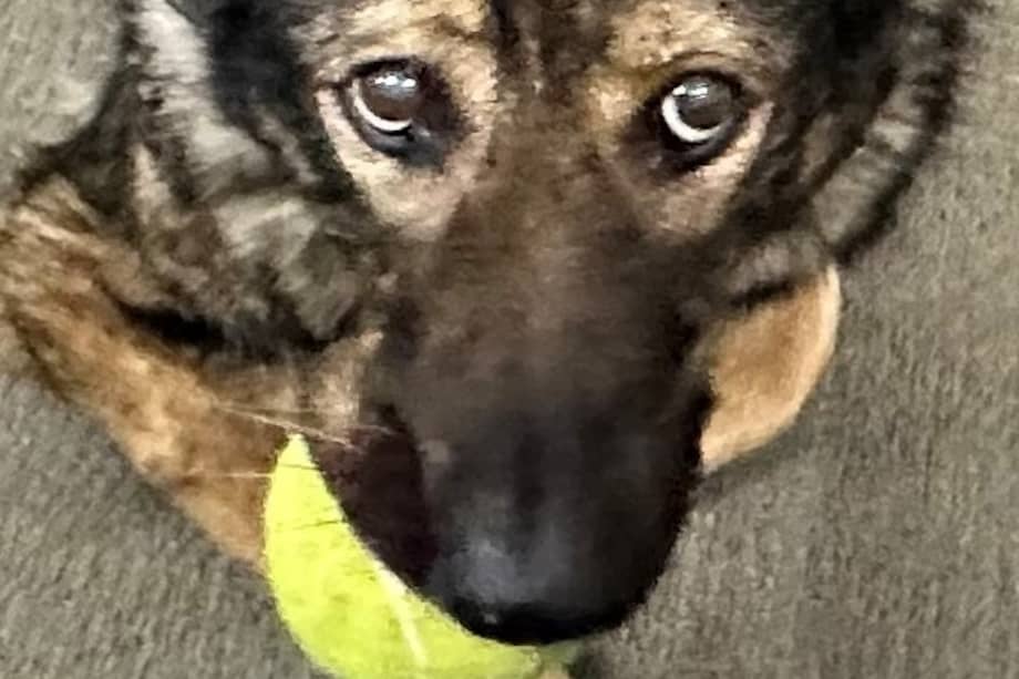 La perrita se despidió de sus compañeros llevando en la boca su pelota de tenis favorita. Con esta solía jugar por horas.
